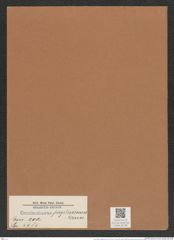 Coscinodiscus fragilissimus Grun. (de-Toni-Nr.: Genus 202, Species 4985) Zeichnungen Sammlung Grunow Mappe 04798 (Herbarium_W_Grunow_drawings_Folder_04798)
